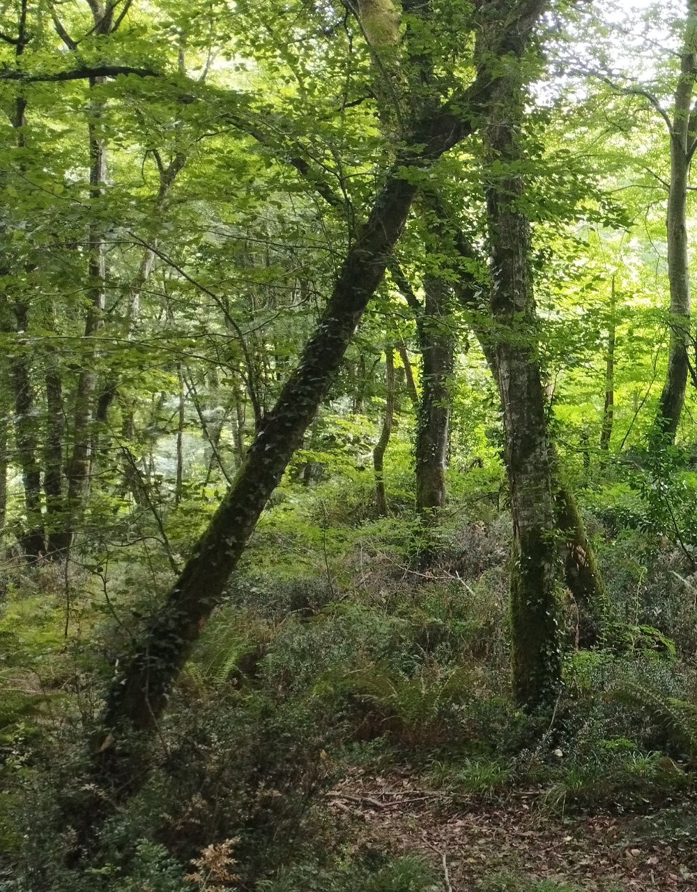 Forêt