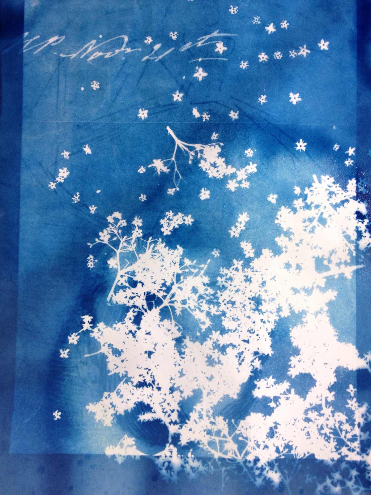 Atelier cyanotype
